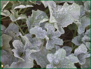 disease symptoms on leaves