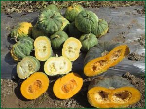 prsv on squash