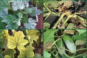 four disease images