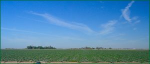 view of melon field