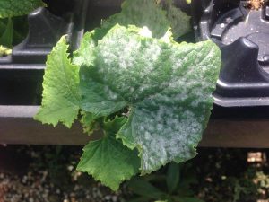 disease symptoms on leaf