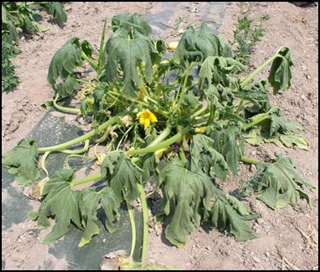 wilted plant