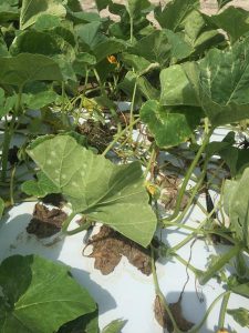 disease symptoms on leaf