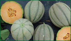 melons