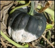 discarded squash