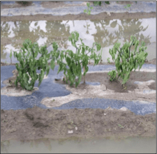 water in field