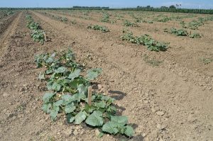 row of young plants