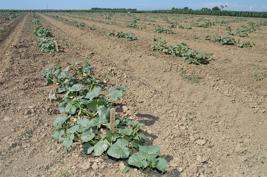 row of young plants