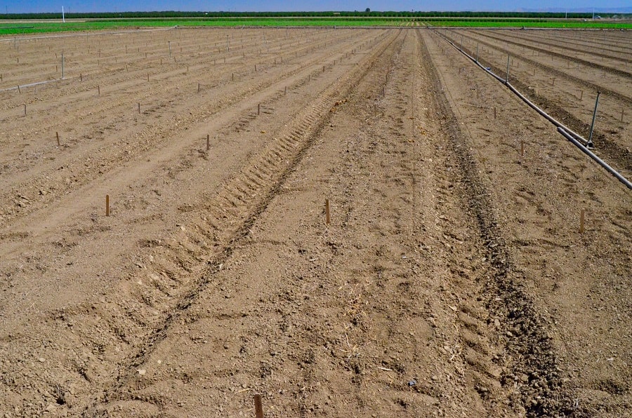 freshly transplanted field