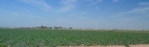 melon fields