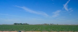 melon fields