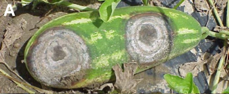 spores on melon