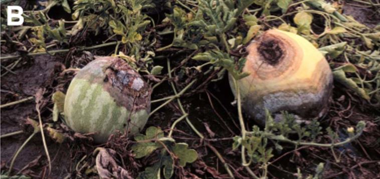 wilted vines