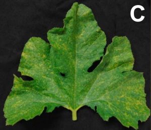 symptoms on leaf