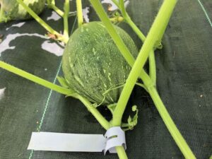 vine with squash